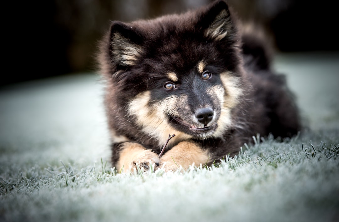 a black and brown dog laying on top of a grass covered field