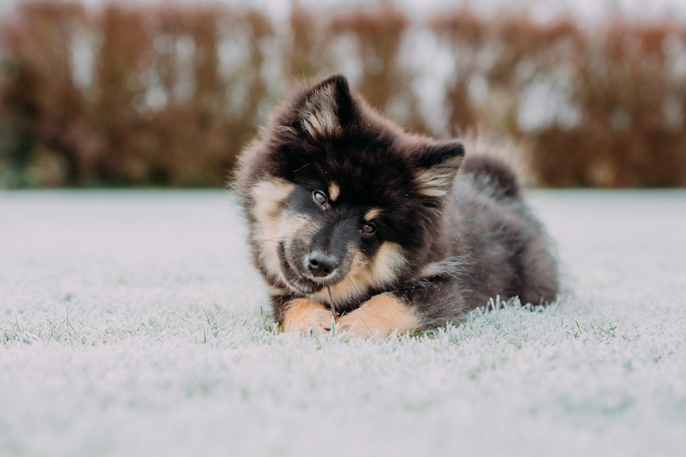 a dog laying on the ground in the snow