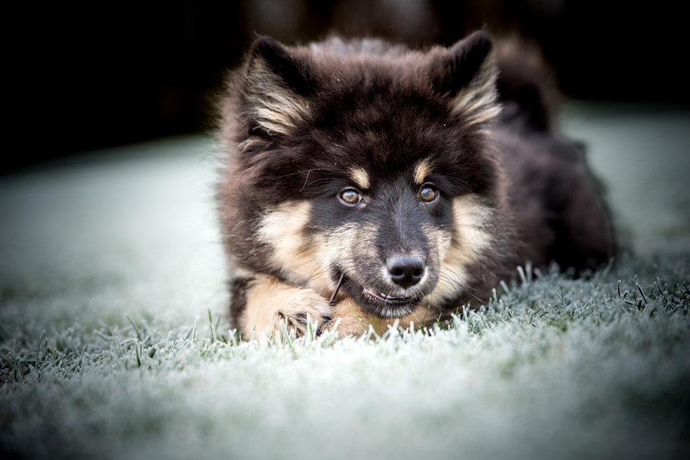 a dog laying on the ground in the grass