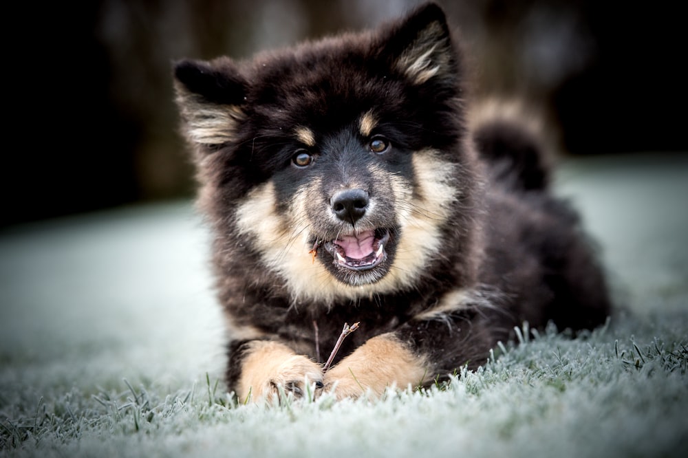 a black and brown dog laying on top of a grass covered field