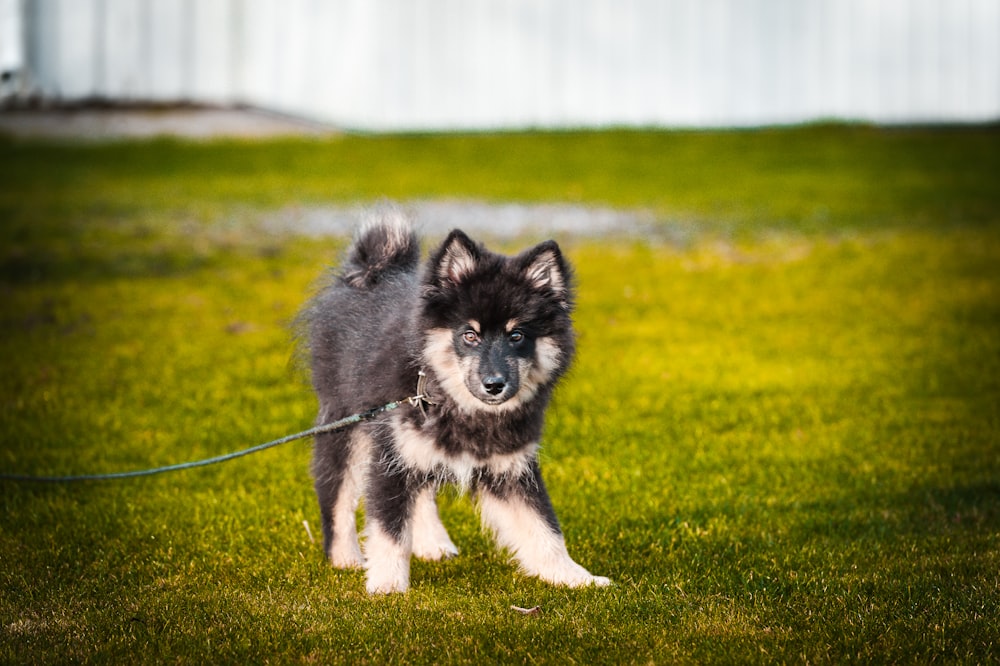 a black and white dog on a leash in the grass