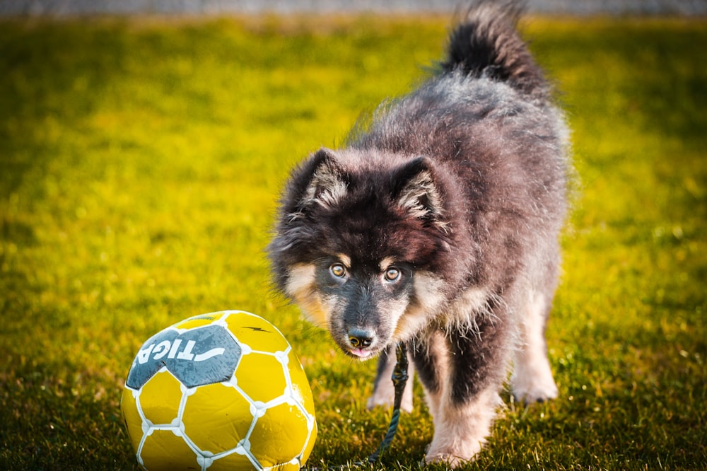 a black and white dog standing next to a yellow soccer ball