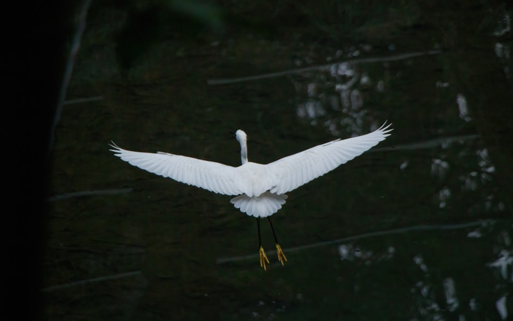 a large white bird flying over a body of water