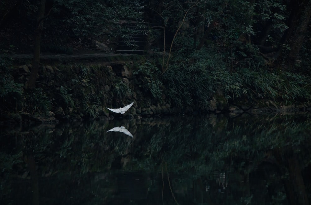 two white birds flying over a body of water