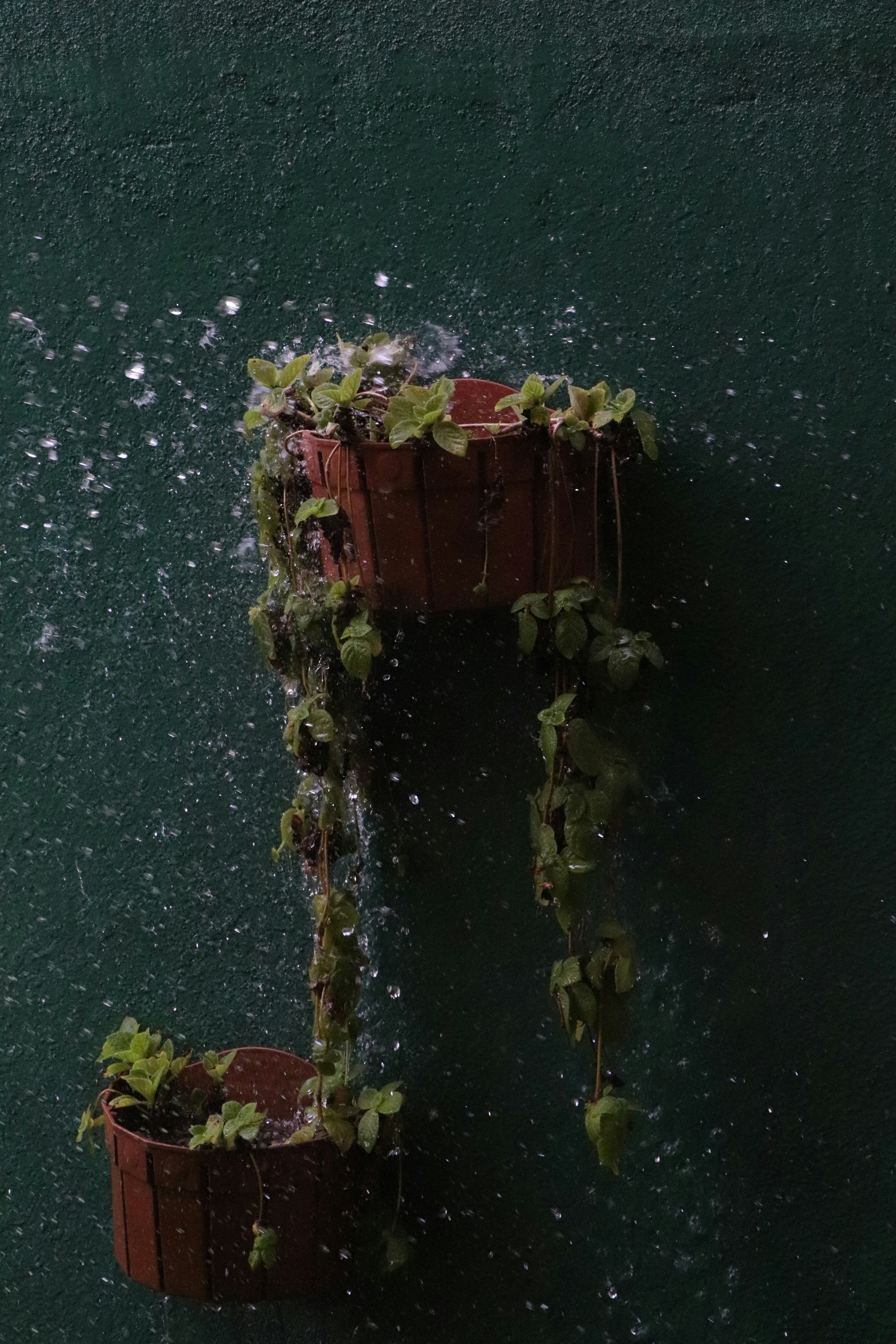 a green wall with a plant growing out of it