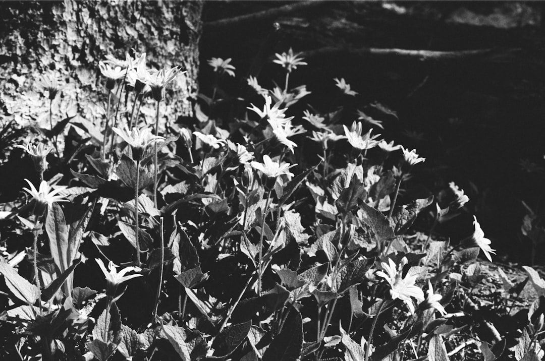 a black and white photo of some flowers,