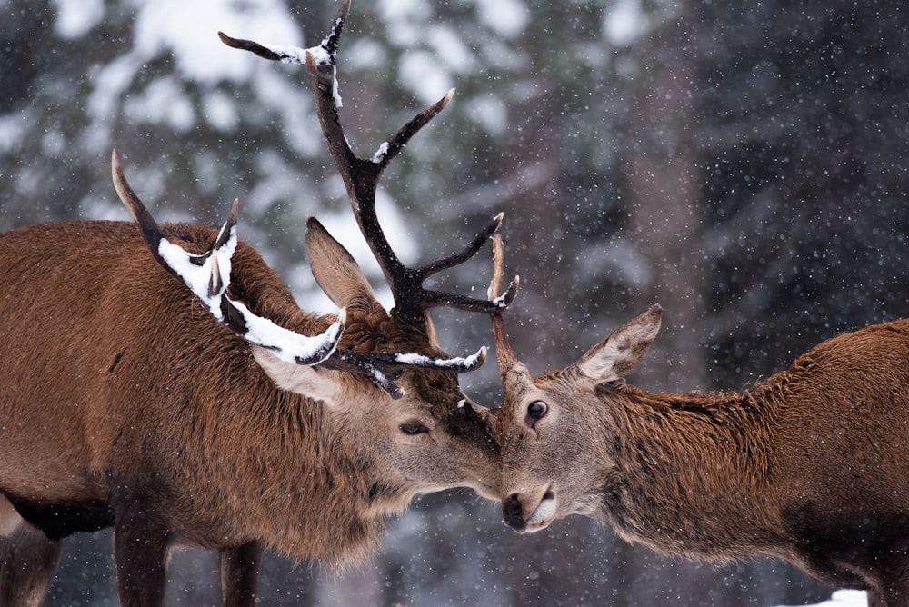 two deer standing next to each other in the snow