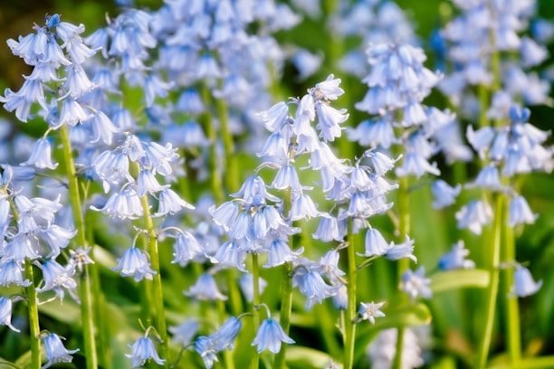 A diverse group of people planting bluebell flowers together in a sunny community garden.