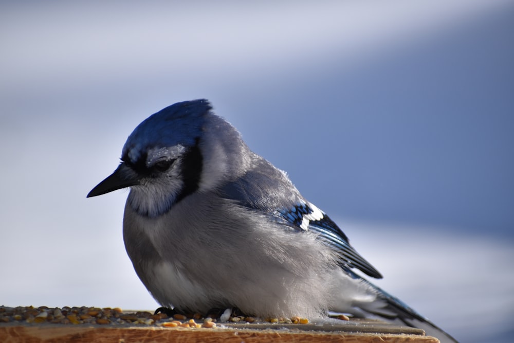 a blue and white bird sitting on top of a piece of wood