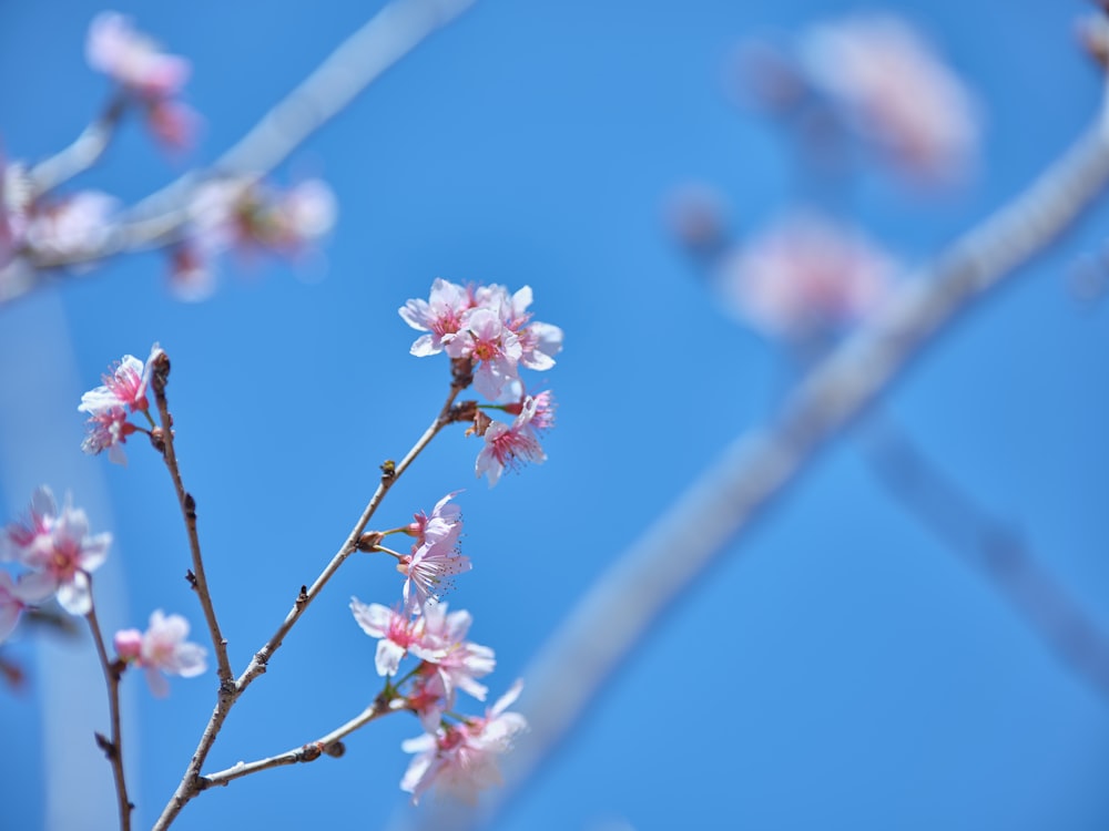 a branch with pink flowers against a blue sky