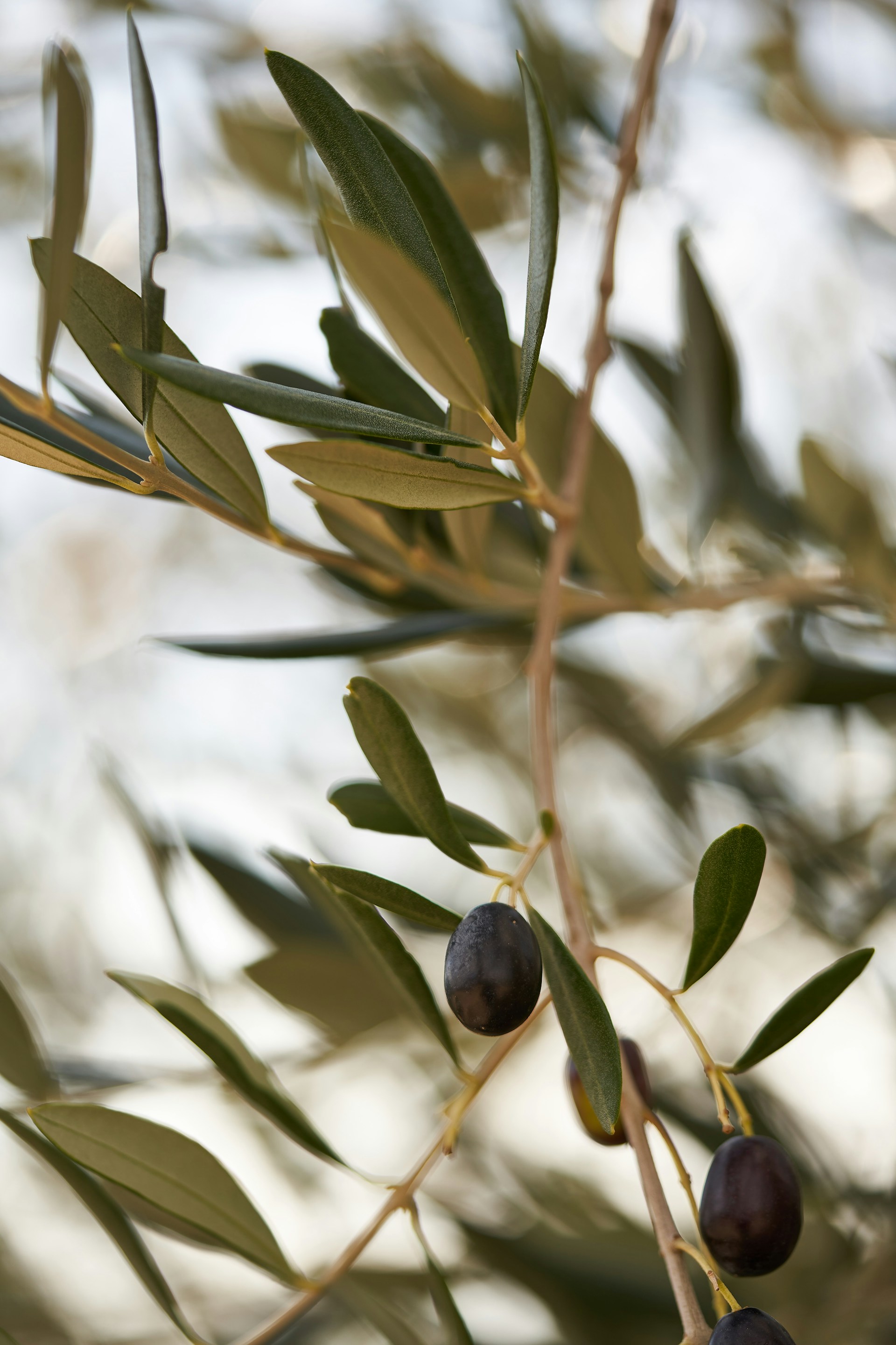 an olive tree branch with olives and leaves