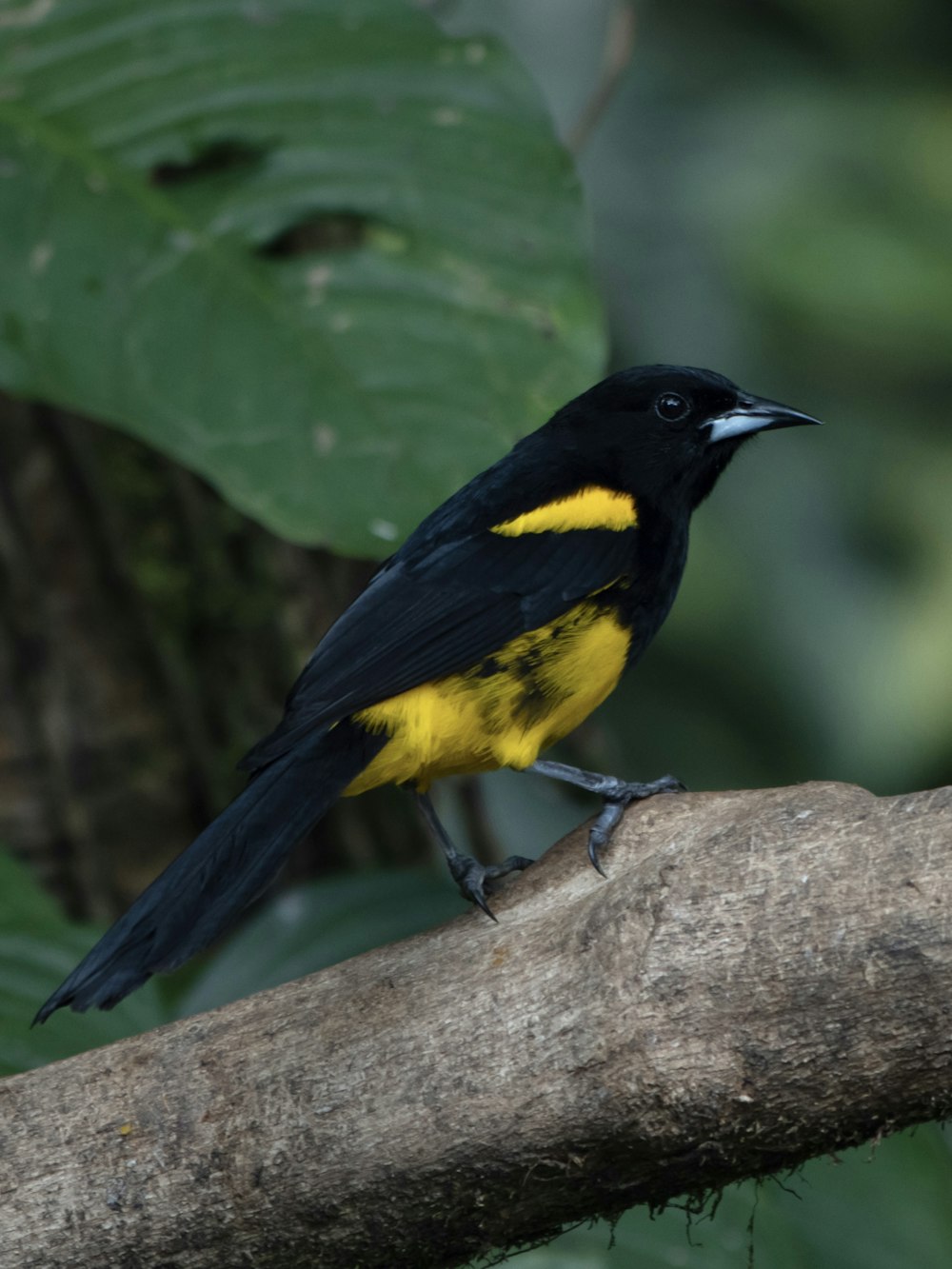 a black and yellow bird sitting on a branch