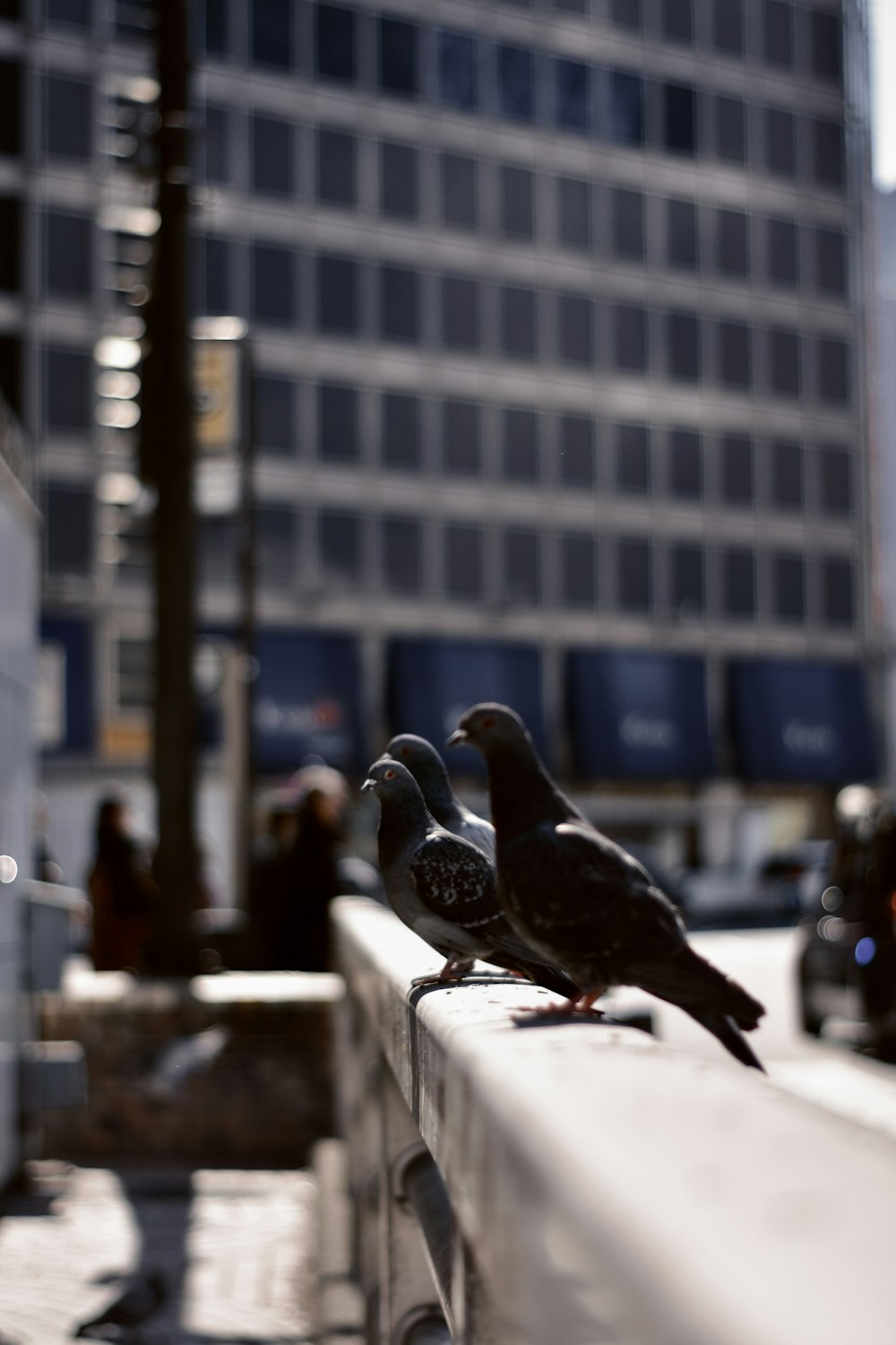 a couple of birds are sitting on a ledge