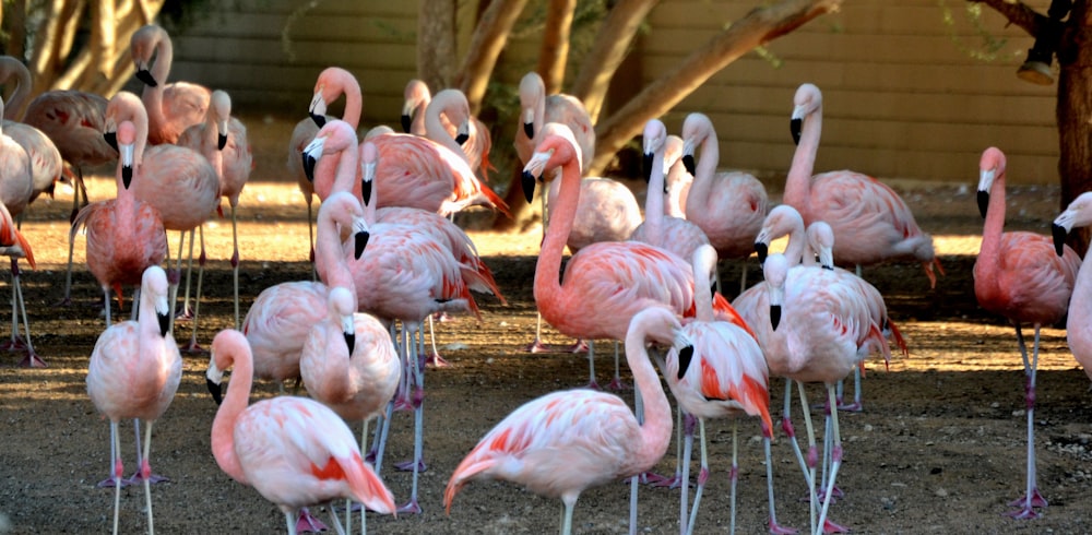 a flock of pink flamingos standing on top of a dirt field