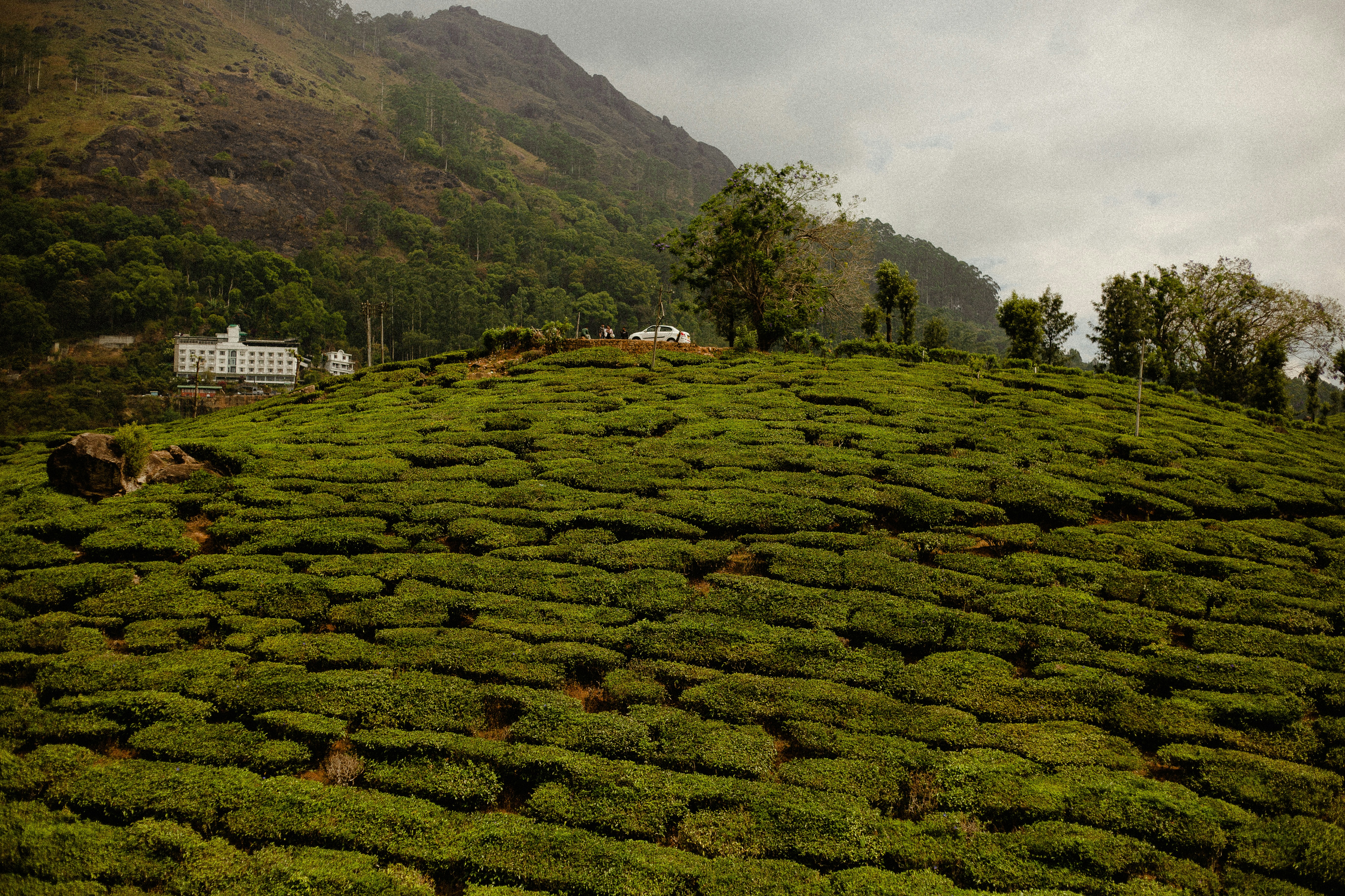 a lush green hillside covered in lots of bushes