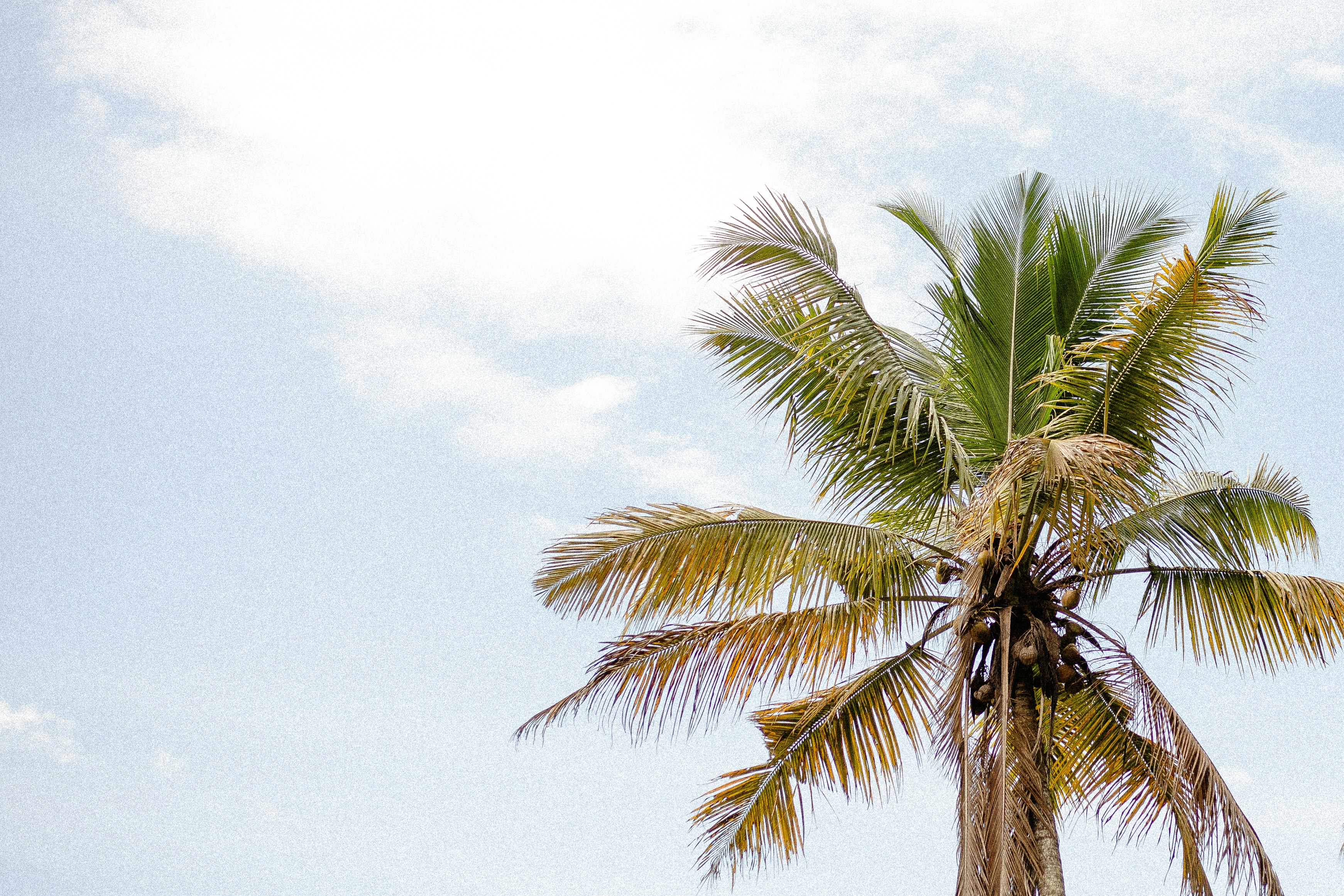 a palm tree with a blue sky in the background