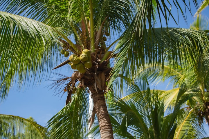 Tender Coconut : Health Benefits