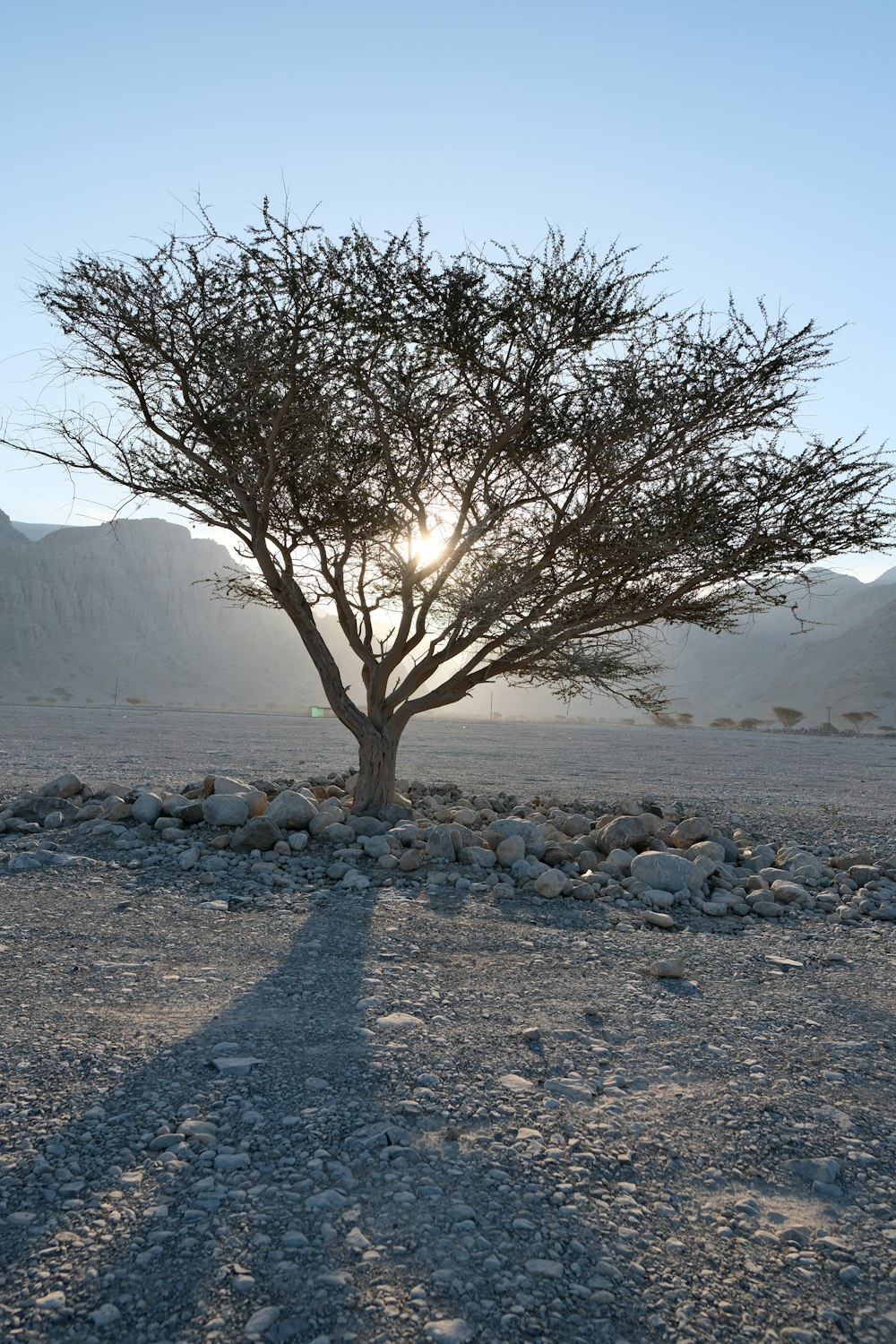 uma árvore solitária no meio de um deserto