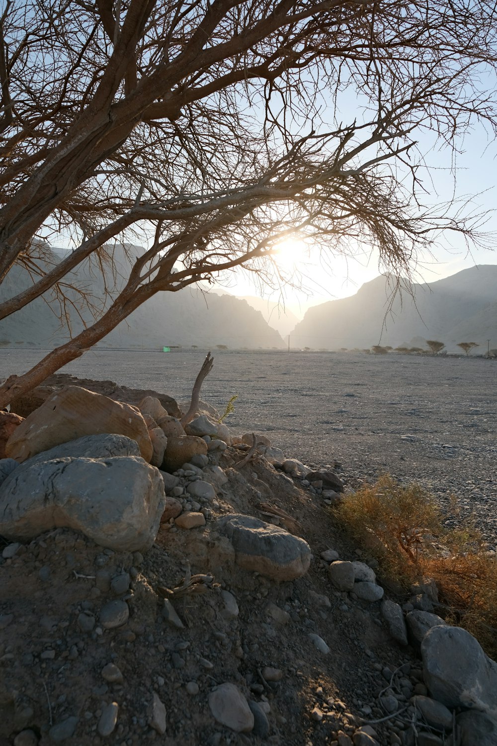 Le soleil brille à travers les branches d’un arbre