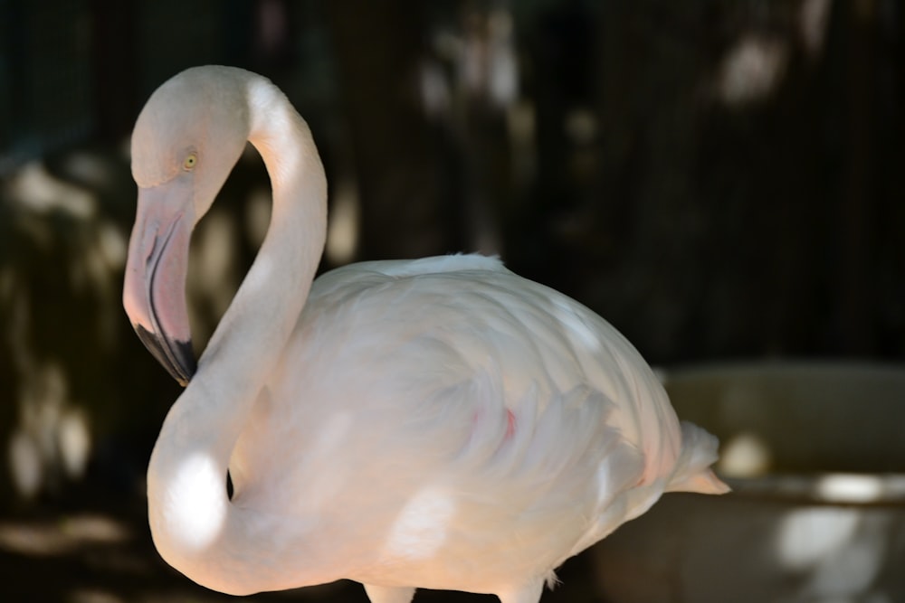 a white flamingo standing in front of a bowl