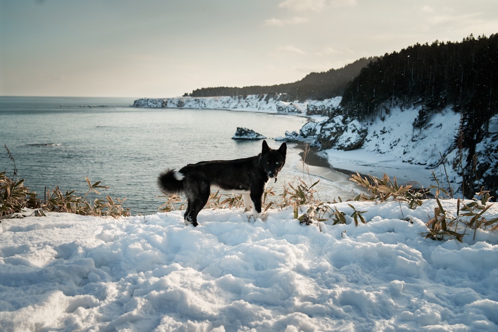 a dog standing in the snow near the water