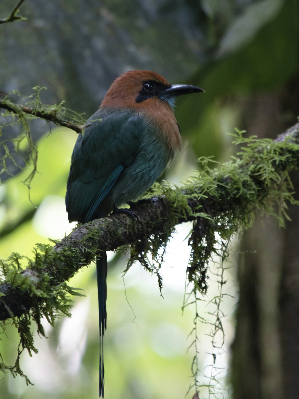 a bird sitting on a branch in a tree