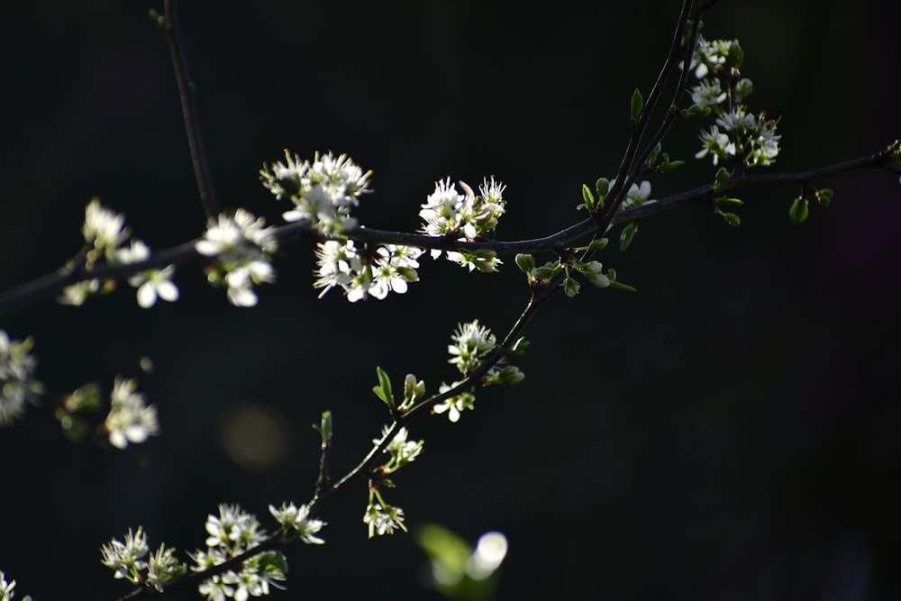 흰 꽃을 가진 나무의 가지