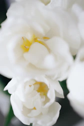 Close-up of delicate white flowers symbolizing feminine energy and renewal.