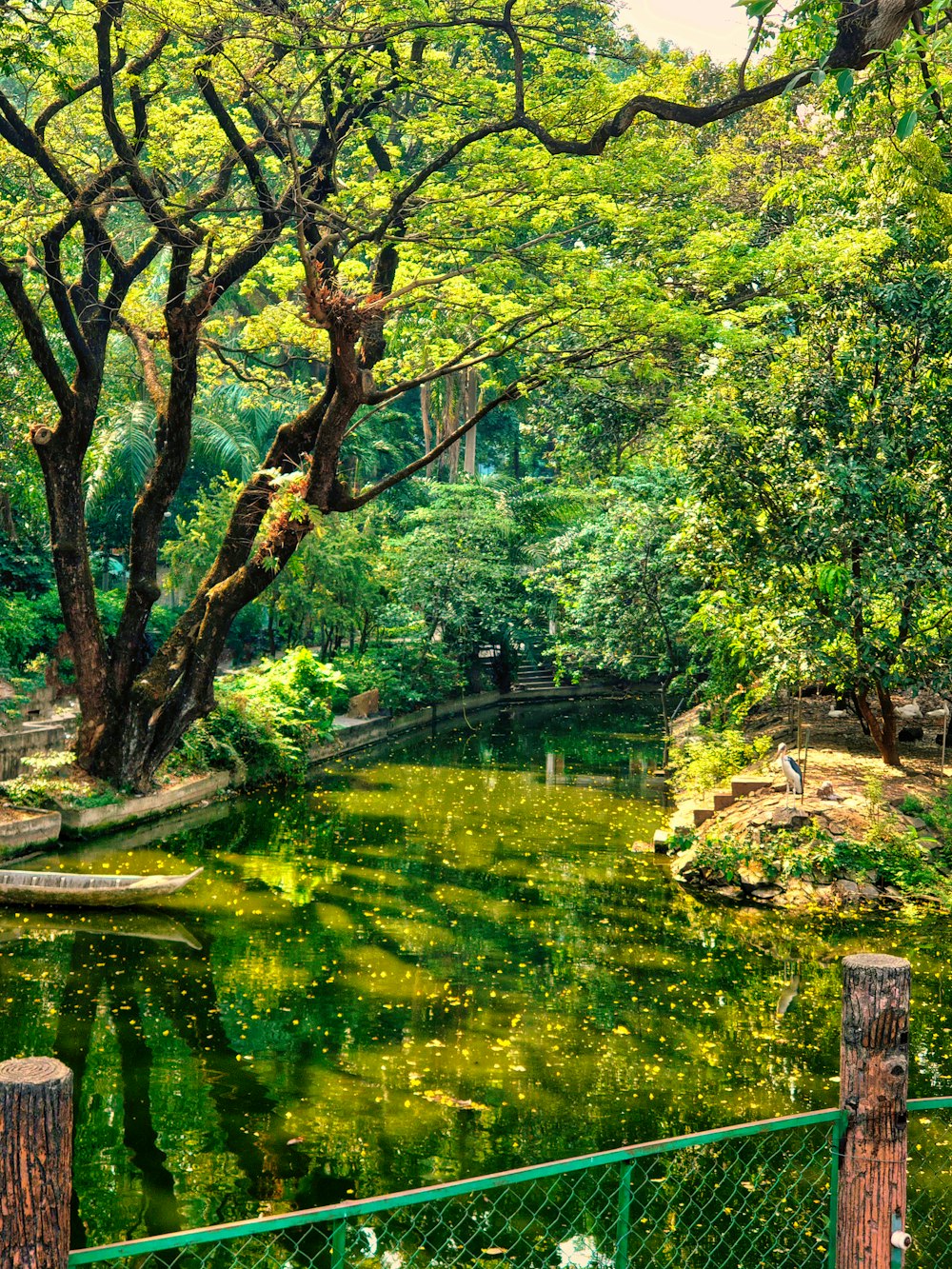 a green pond surrounded by trees and a fence