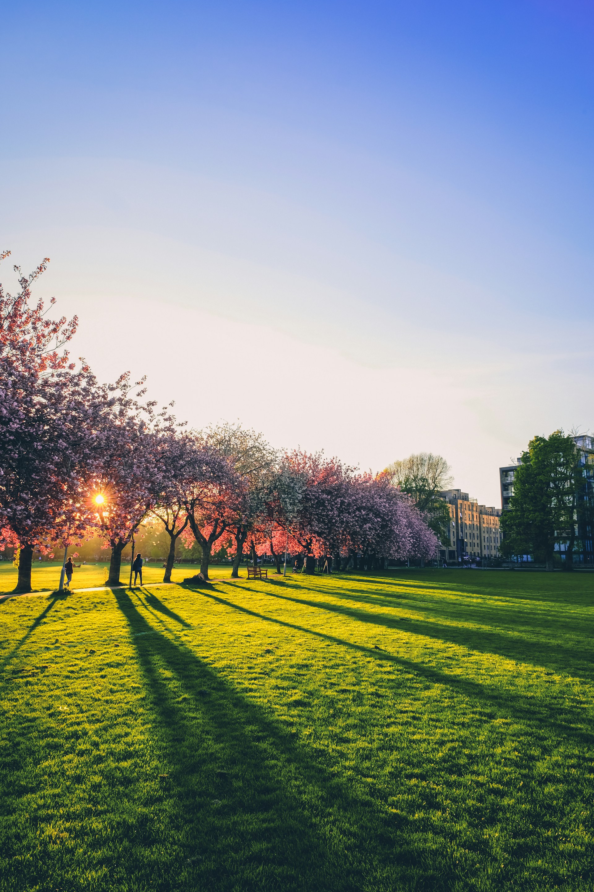 the sun is shining through the trees in the park