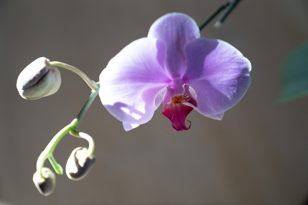 a close up of a flower with a blurry background