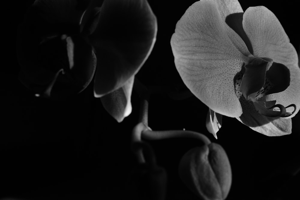 a black and white photo of a flower