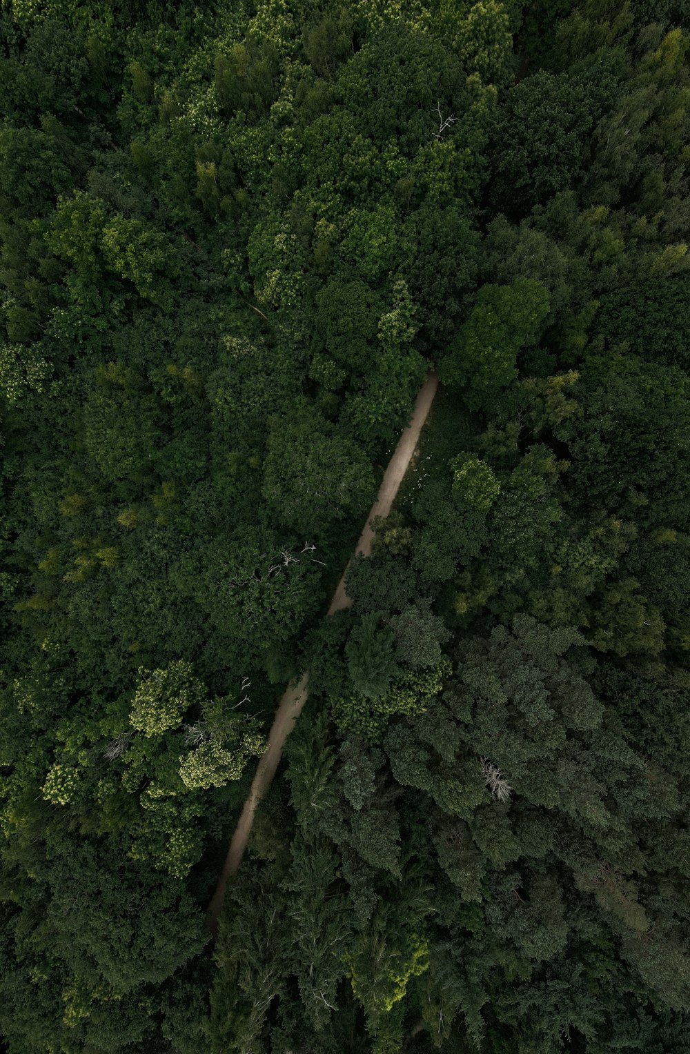 an aerial view of a road in the middle of a forest