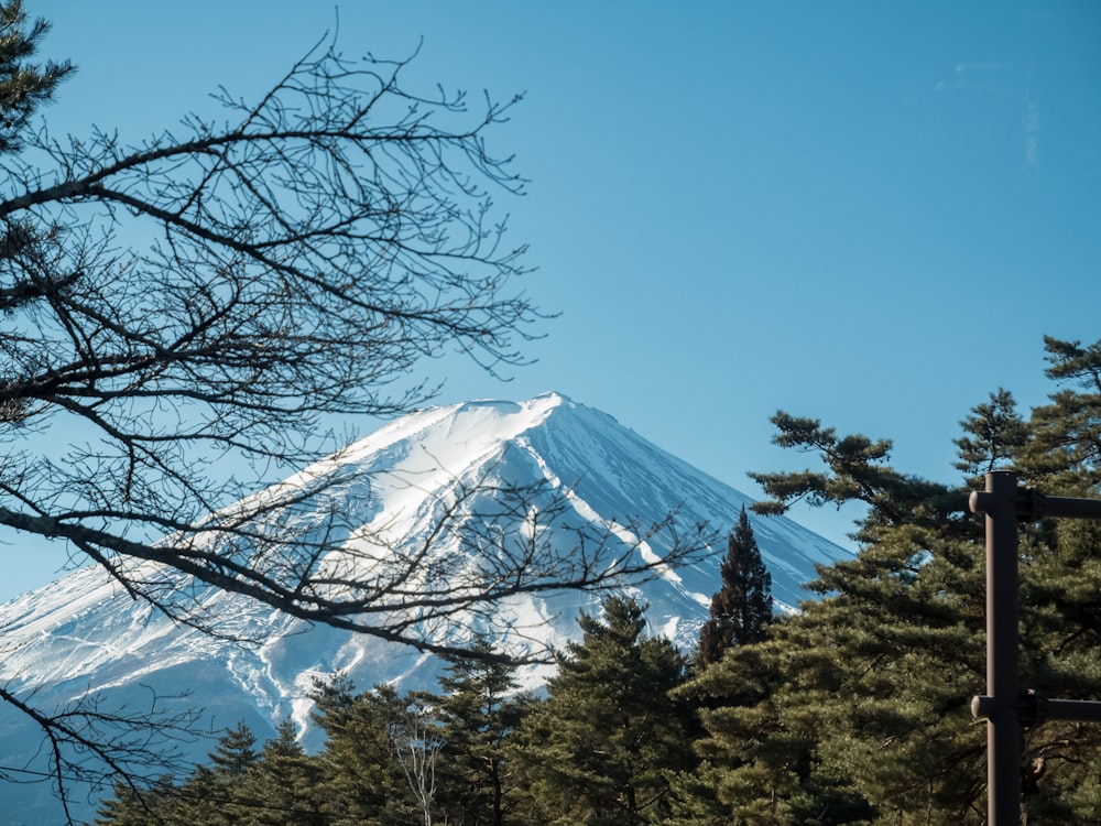 a snow covered mountain in the distance with trees in the foreground