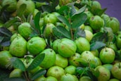 Guava trees laden with fresh guavas.