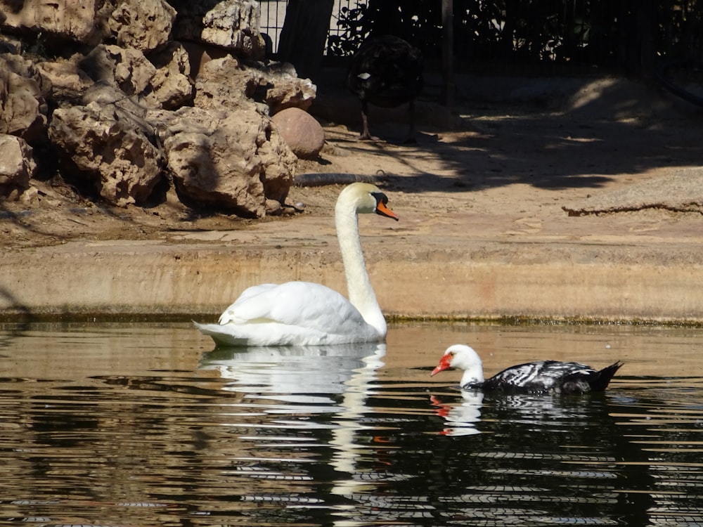 a couple of swans swimming on top of a lake