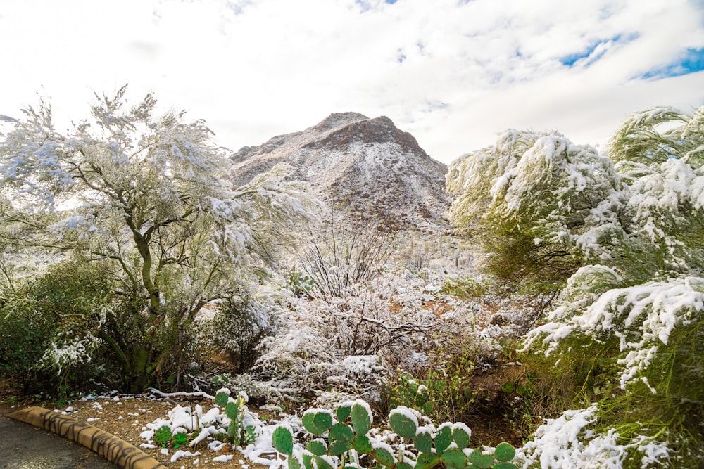 a mountain covered in snow next to a forest