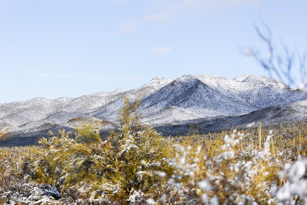 a snow covered mountain range in the distance