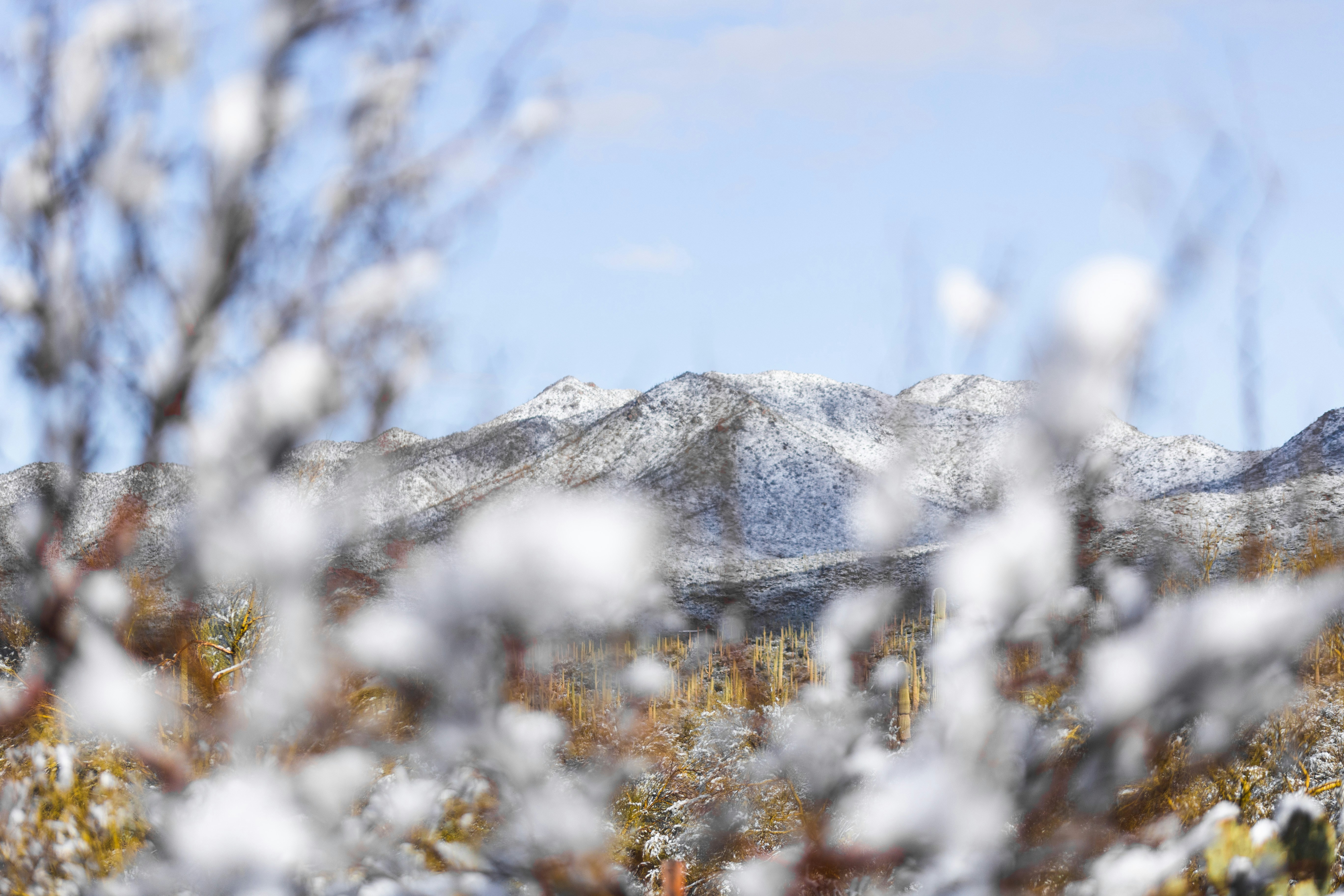 una vista di una catena montuosa innevata attraverso i rami di un albero