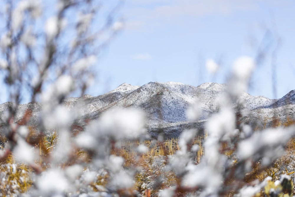 a view of a snowy mountain range through the branches of a tree