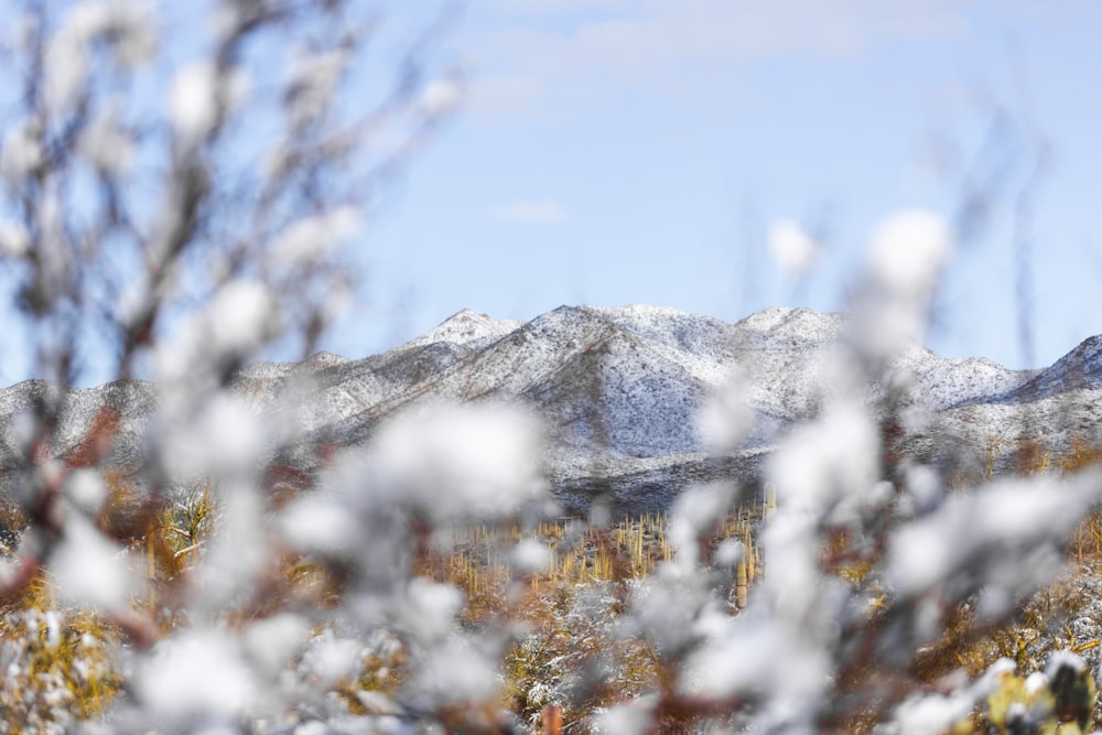 uma vista de uma cordilheira nevada através dos galhos de uma árvore