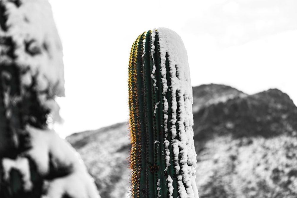 a cactus covered in snow next to a mountain