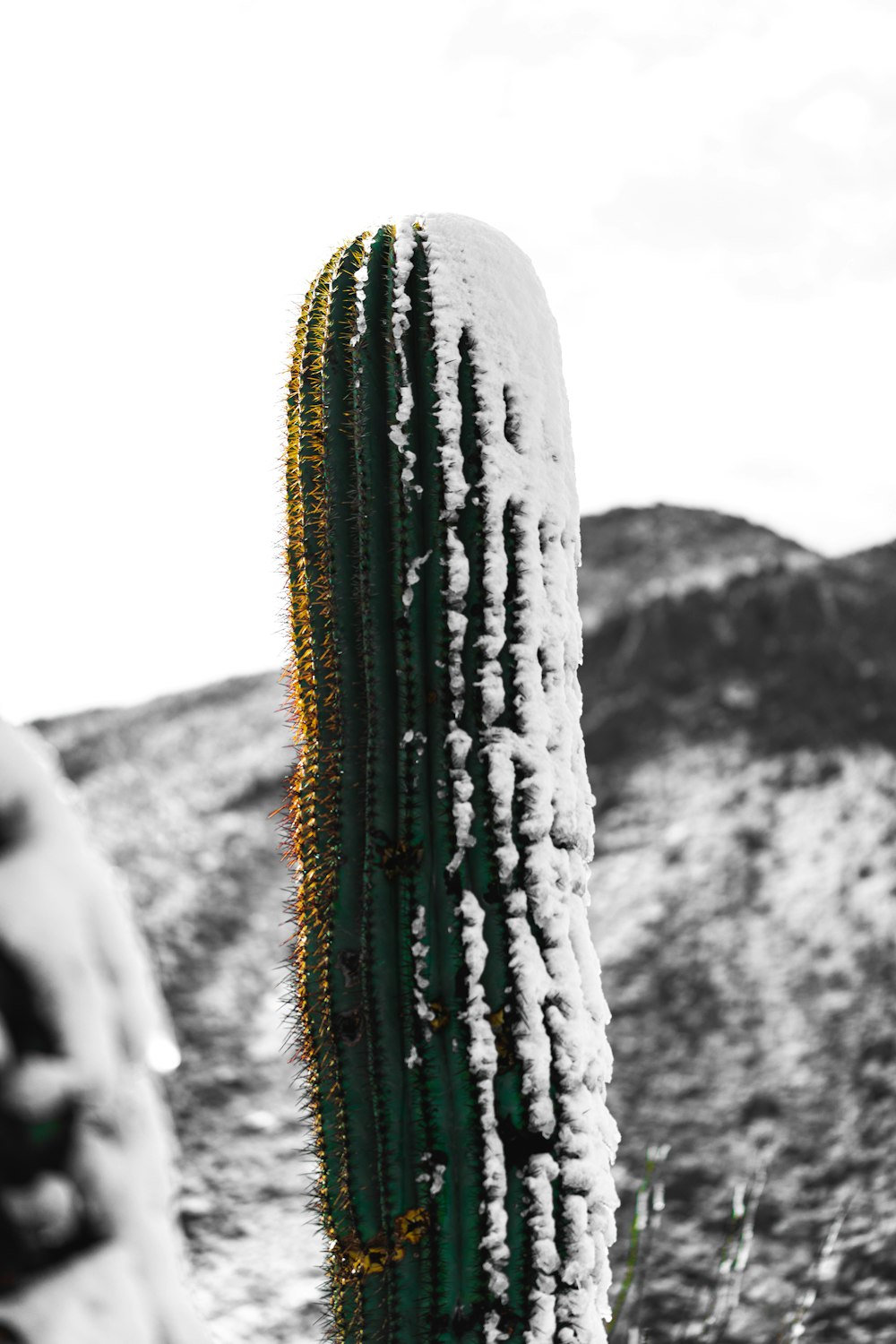 a cactus covered in snow in the desert