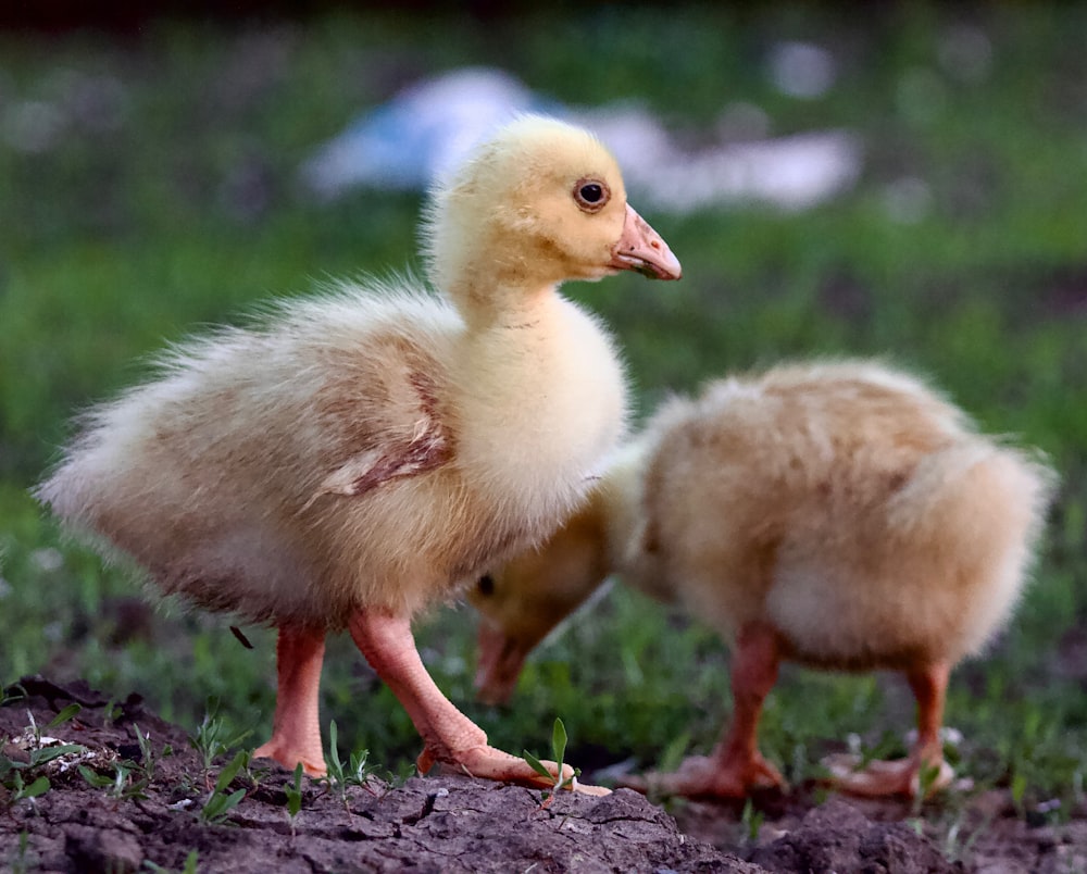 una coppia di piccoli uccelli in piedi sulla cima di un campo coperto di erba