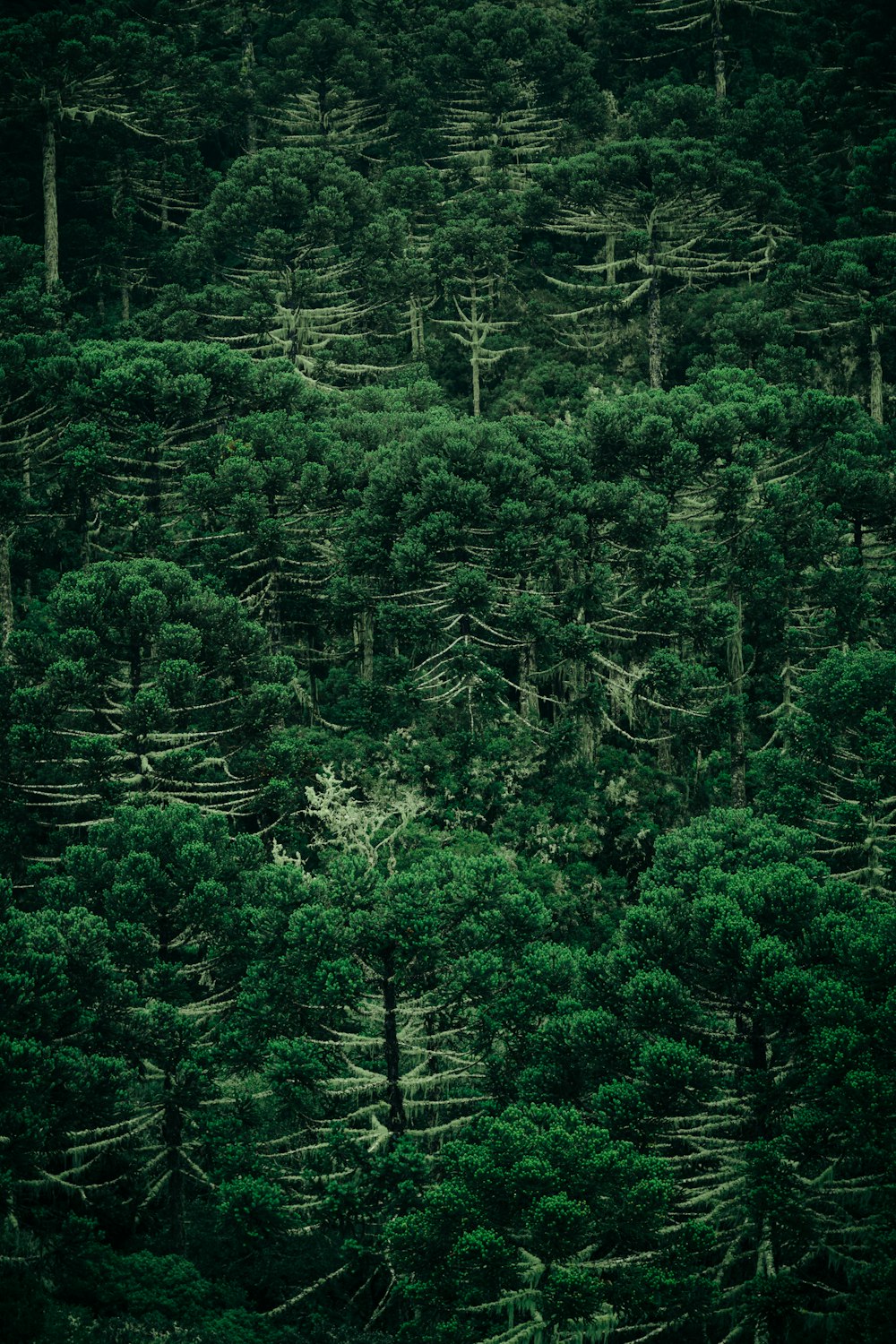 a forest filled with lots of green trees