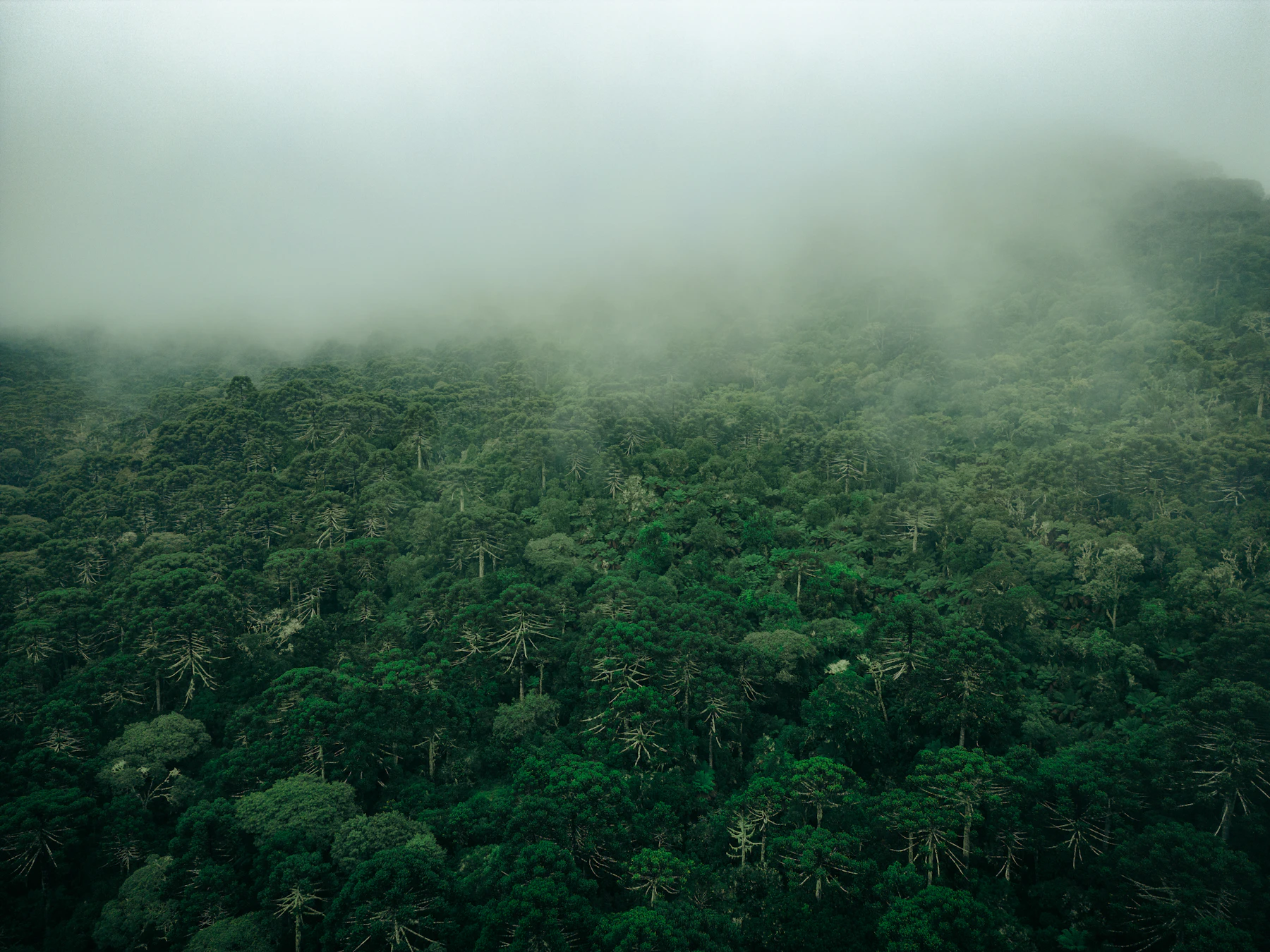 Reserva de Mata Atlântica em Bertioga
