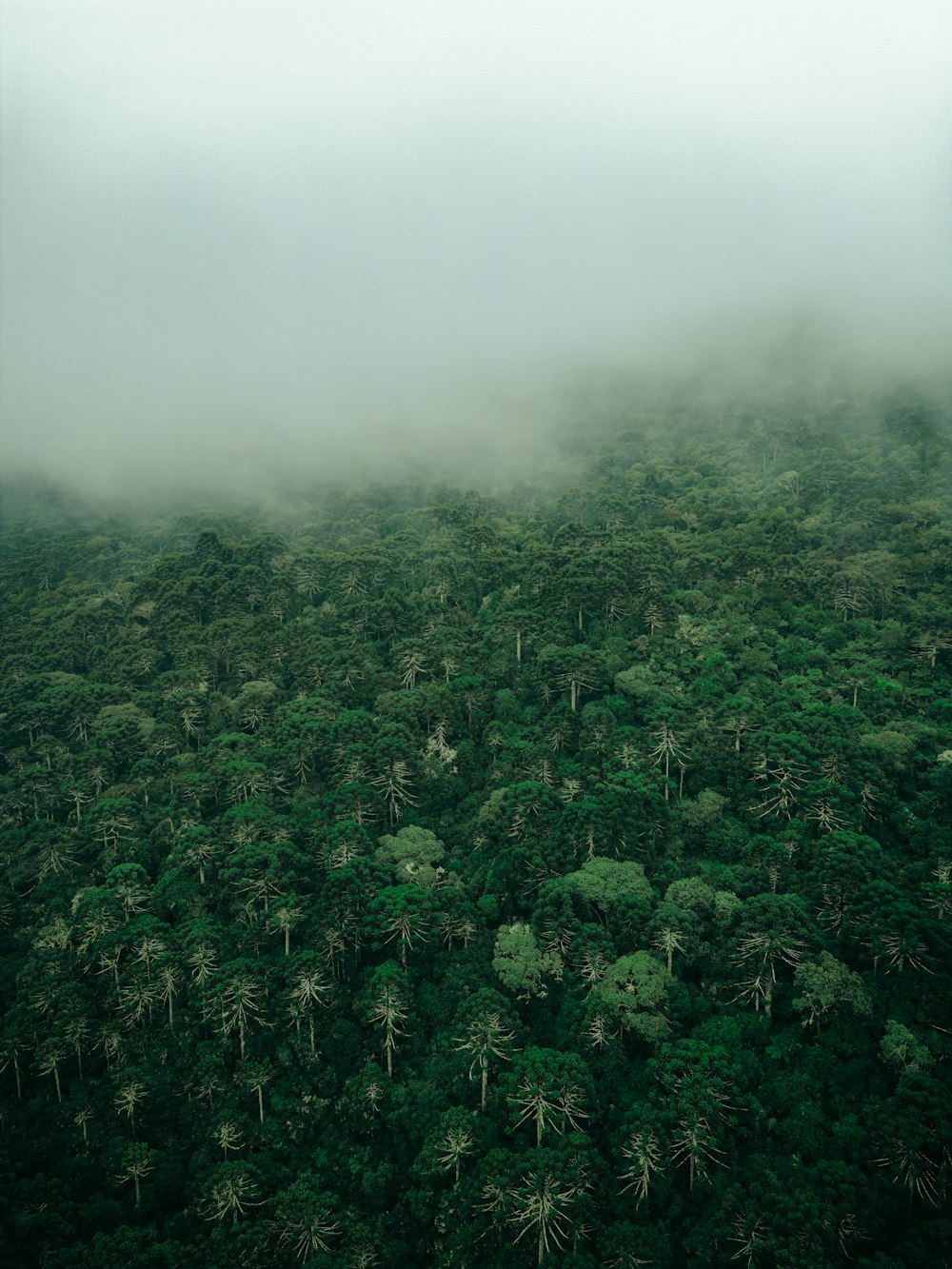 an aerial view of a forest in the middle of a foggy day