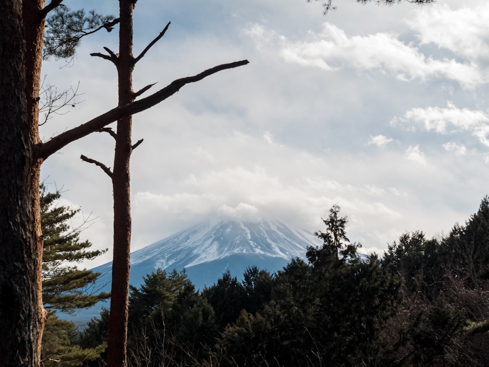 a view of a mountain through some trees