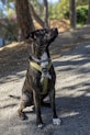 a black and white dog wearing a yellow harness