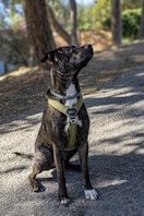 a black and white dog wearing a yellow harness